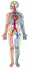 vein