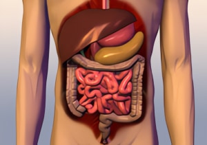 digestive
